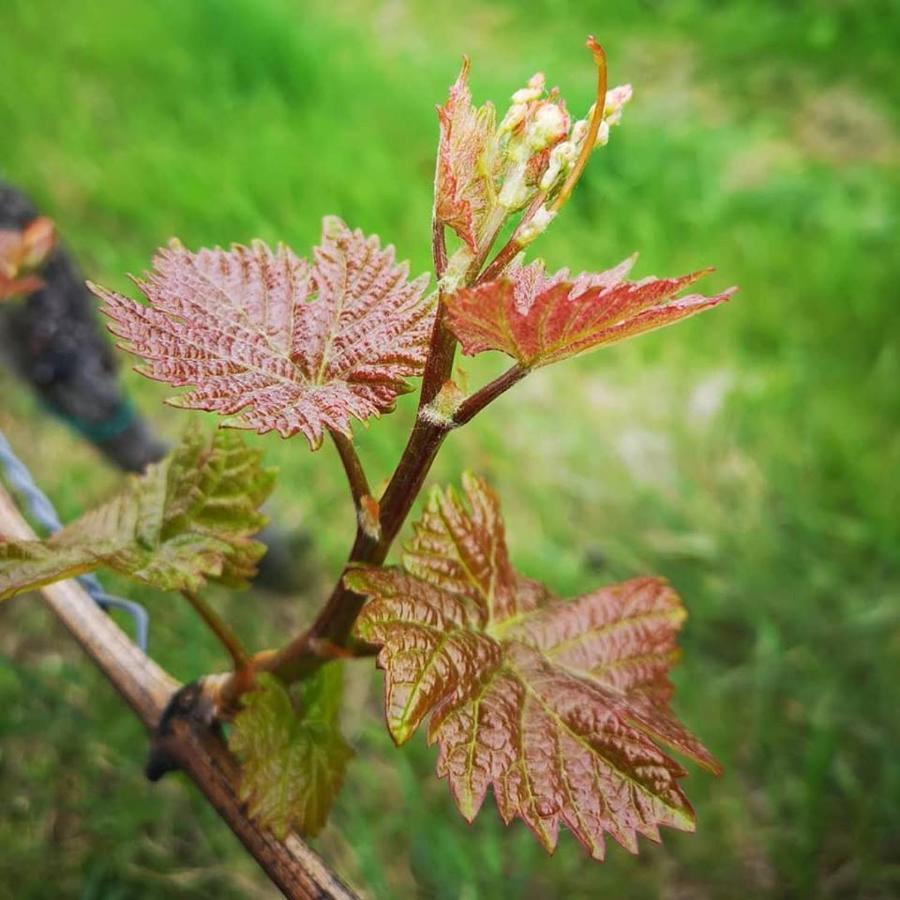 Weingut Albert, Familie Cramer Bed & Breakfast Kitzeck im Sausal Exterior foto